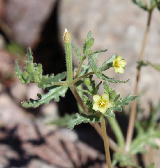  Mentzelia desertorum (Davidson) H.J. Thompson & J.E. Roberts 